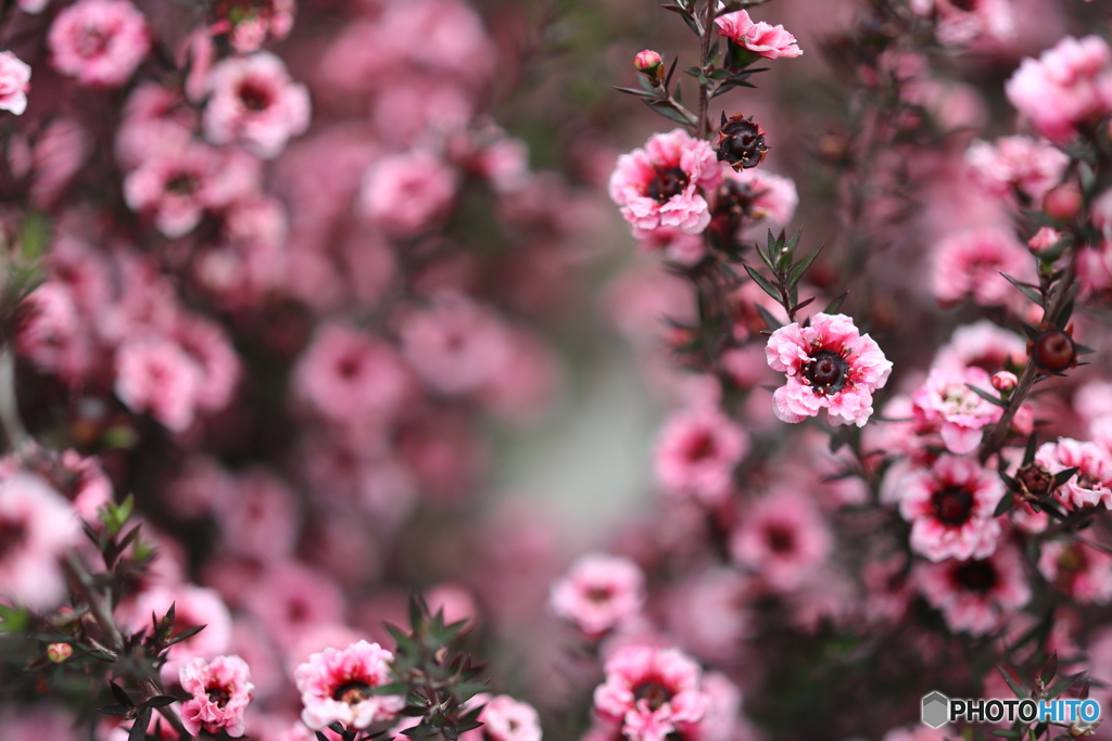 街の花