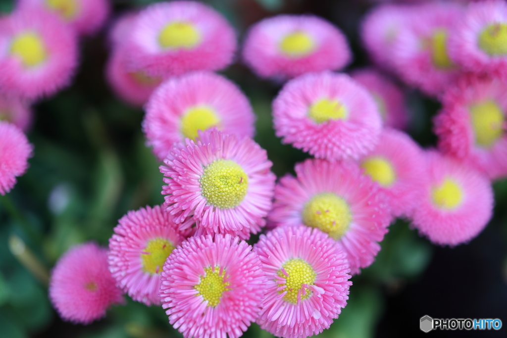 街の花