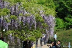 街の花