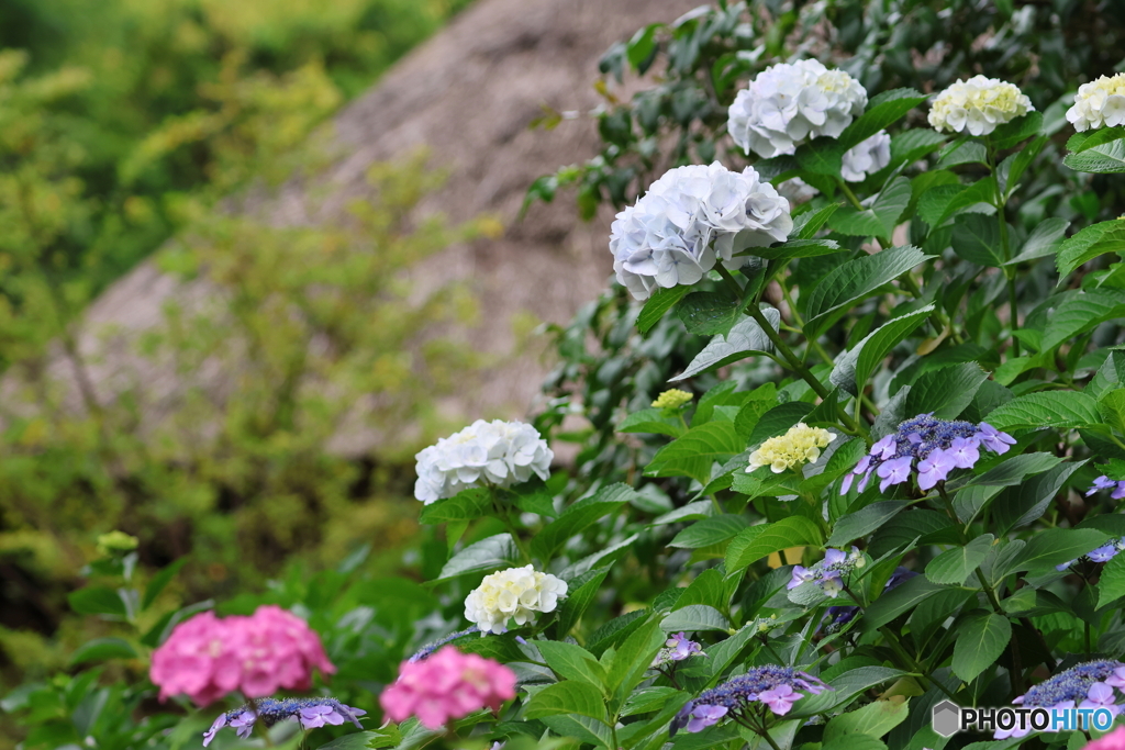 郷土の森