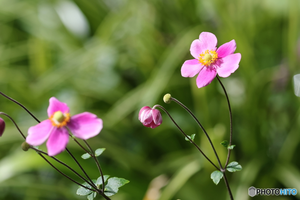 園の花
