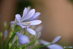 街の花