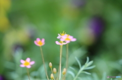 小さな花