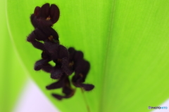 園の花