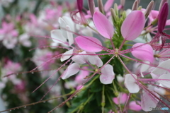 街の花
