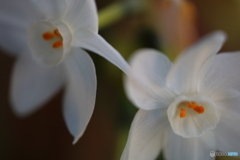街の花
