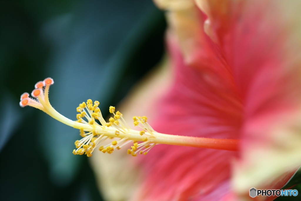 園の花