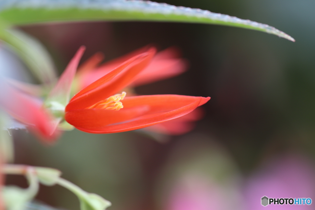 園の花