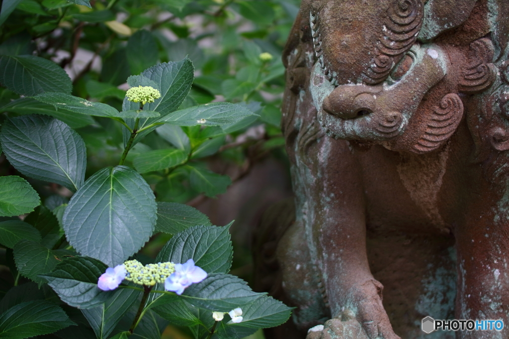 紫陽花