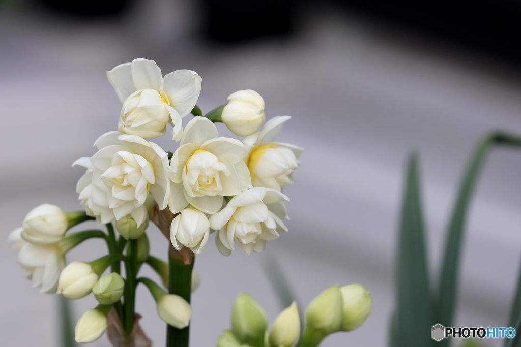 街の花