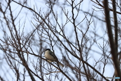 朝の多摩川