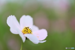 街の花