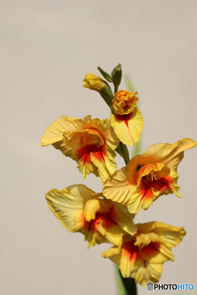 街の花