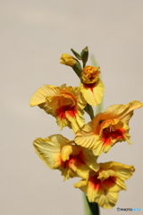 街の花