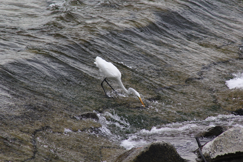 多摩川の野鳥