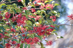 郷土の森