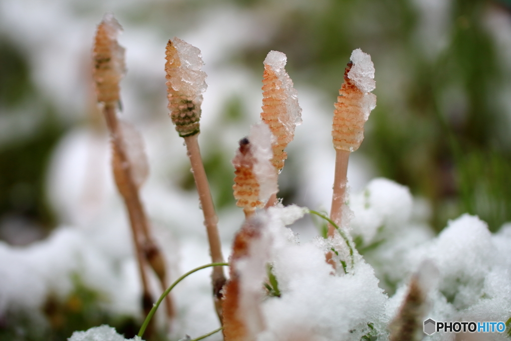 雪