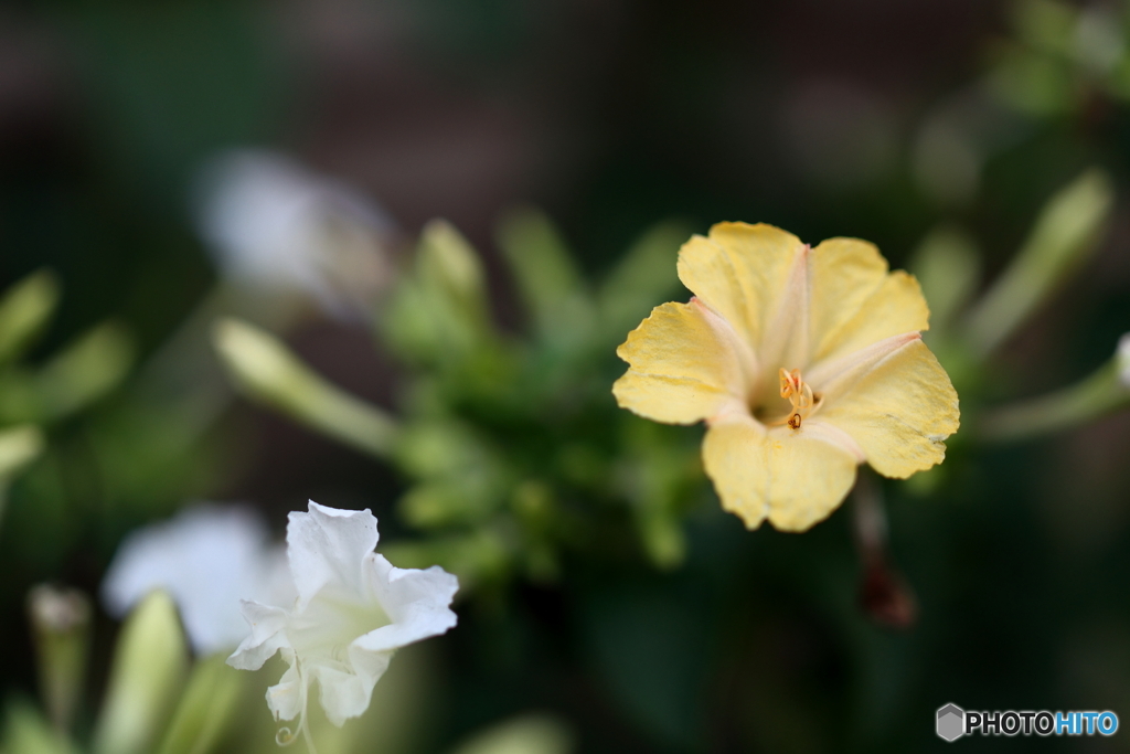 街の花