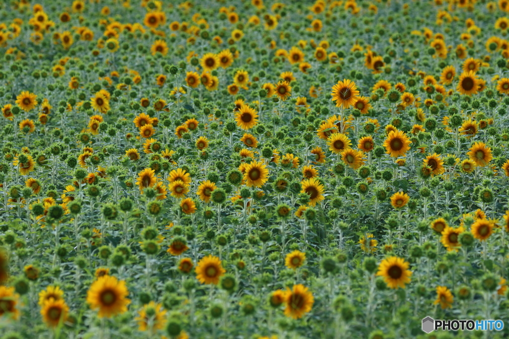 街の花