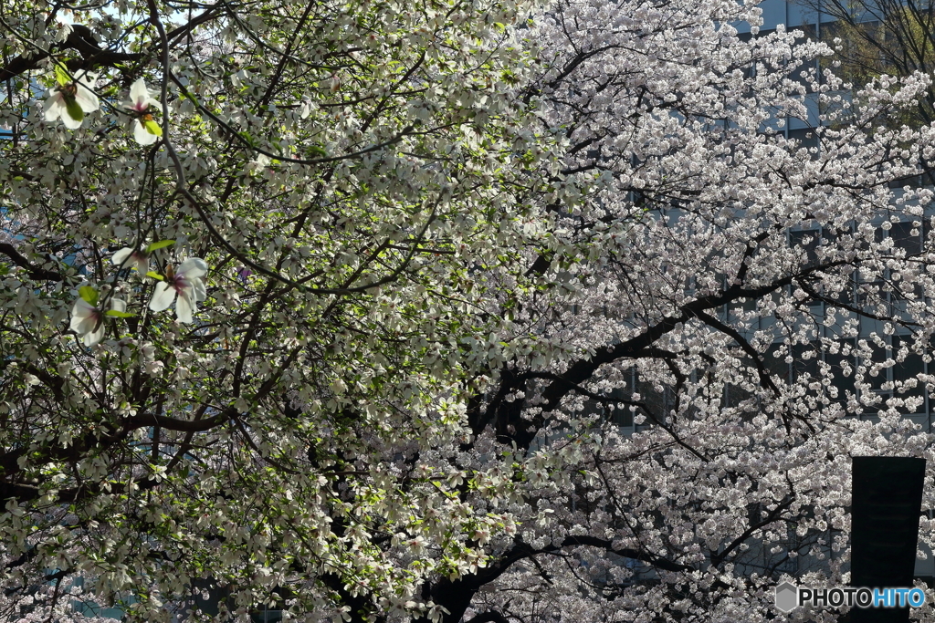街の花