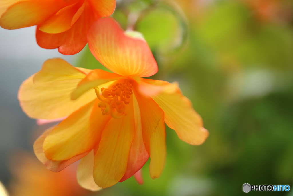 園の花