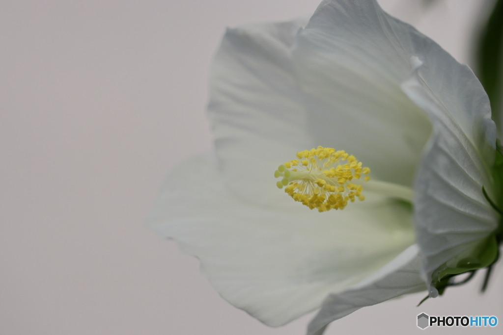 街の花