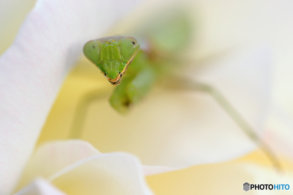 園の花