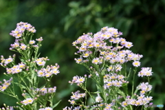 園の花
