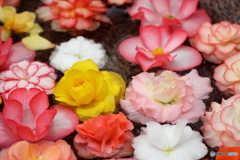 園の花