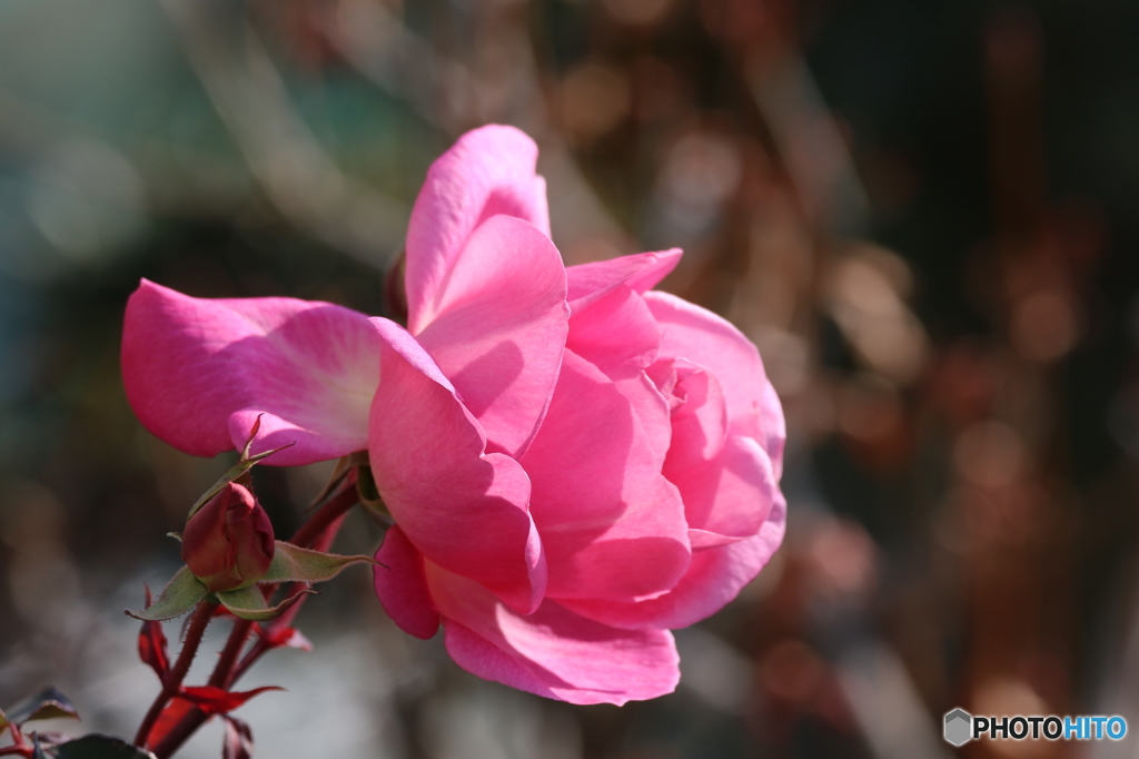 街の花