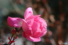 街の花