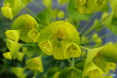 街の花