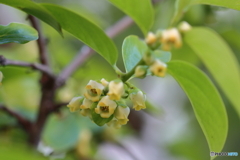 街の花