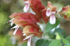 街の花