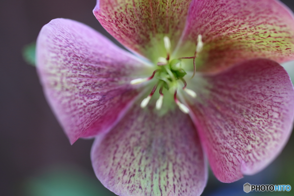 街の花