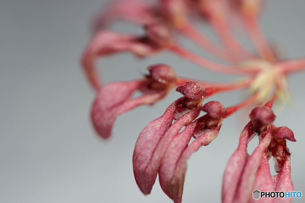 園の花