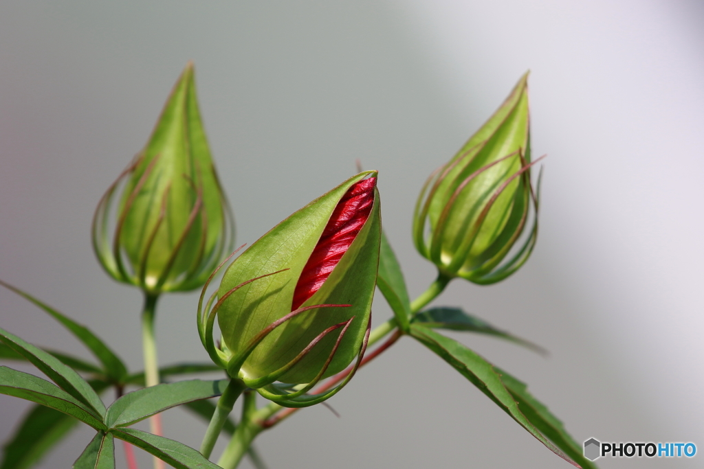 街の花