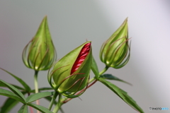 街の花