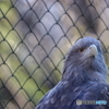 TamaZoo