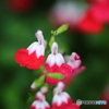 街の花