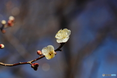 園の花