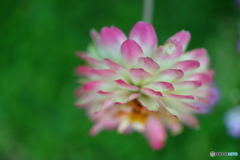 街の花