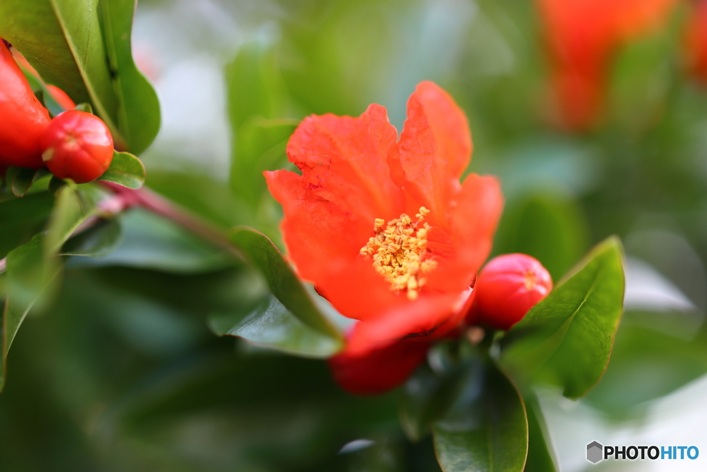街の花