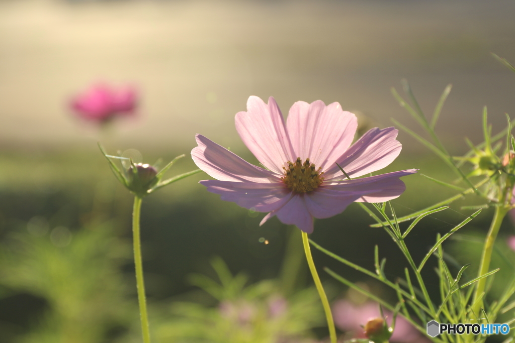 街の花