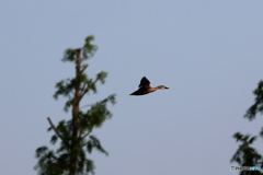 野鳥