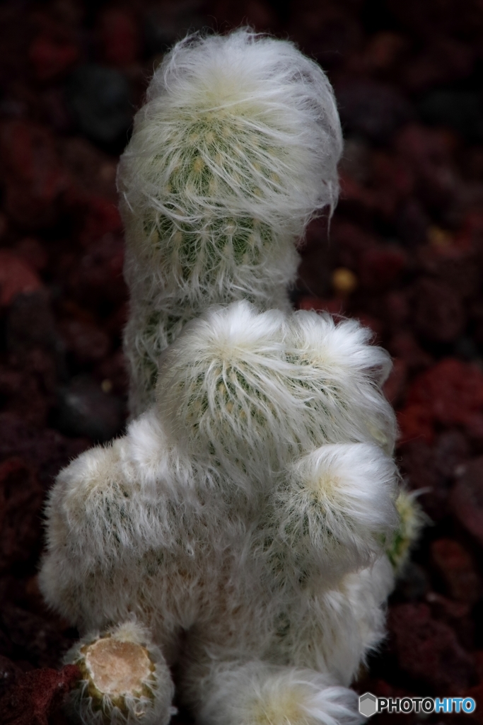 園の植物