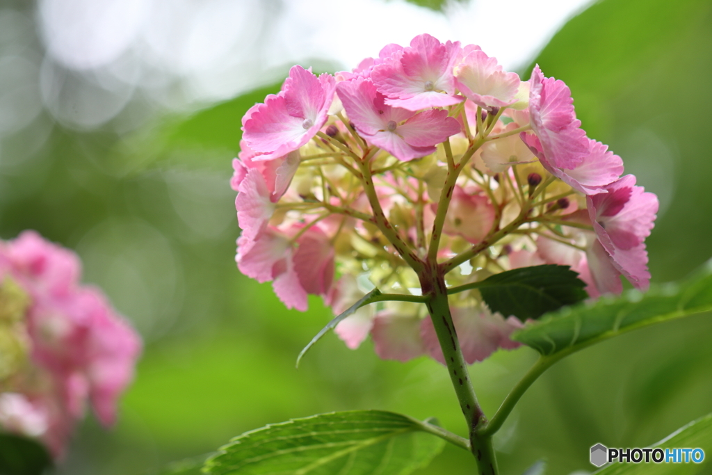 紫陽花