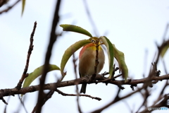野鳥