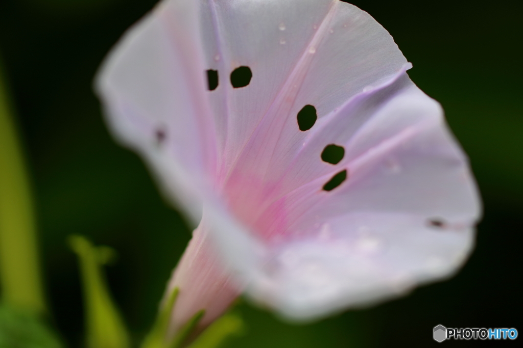 街の花