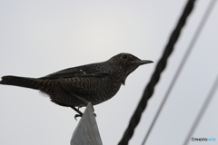 野鳥
